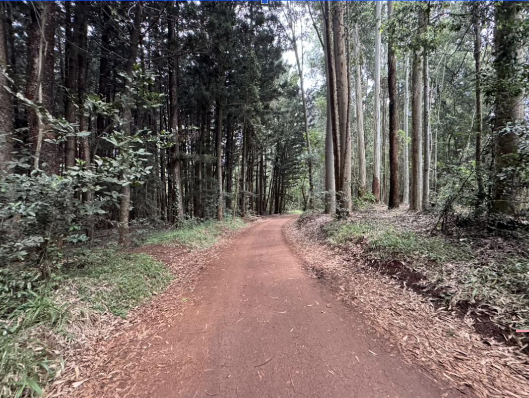 Karura Forest: A Green Space in the Heart of Nairobi - Pedestrian